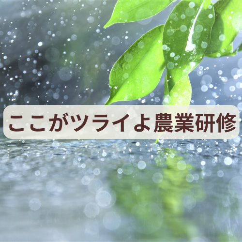 雨